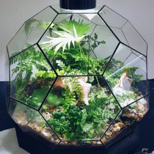 Terrarium thủy sinh