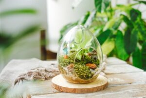 Lưu ý khi lựa chọn bình terrarium